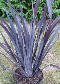 Phormium tenax 'Taya'